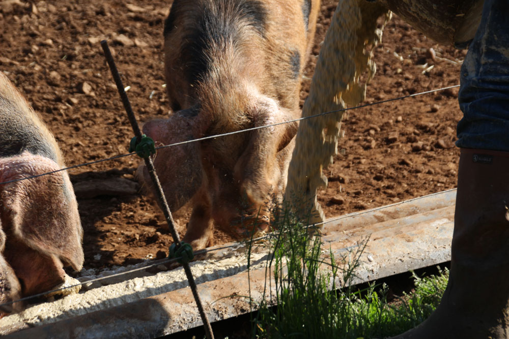 nourriture exterieure