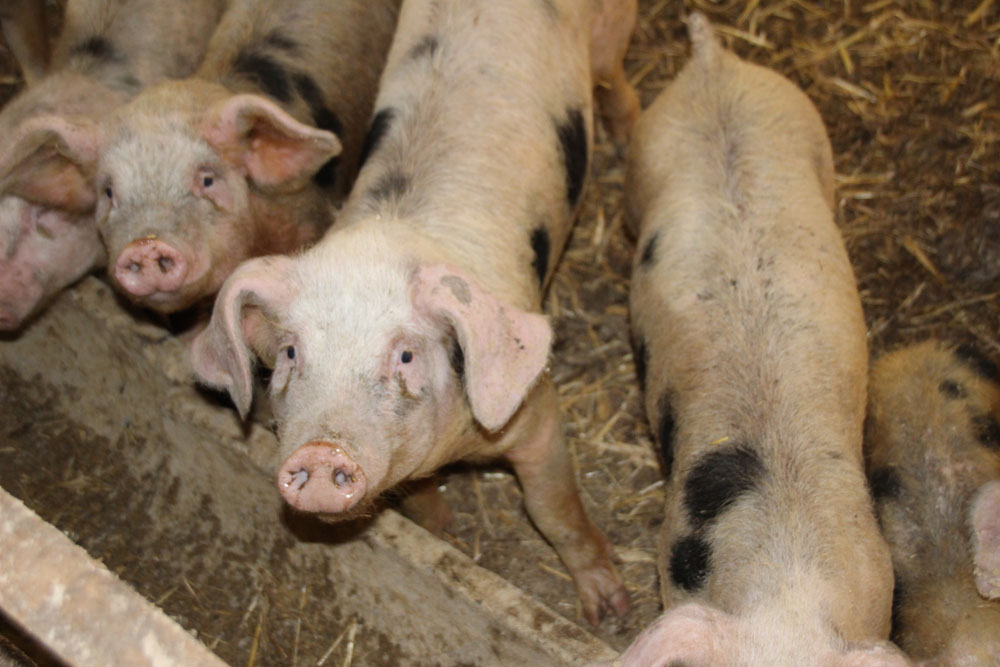 nourriture interieure