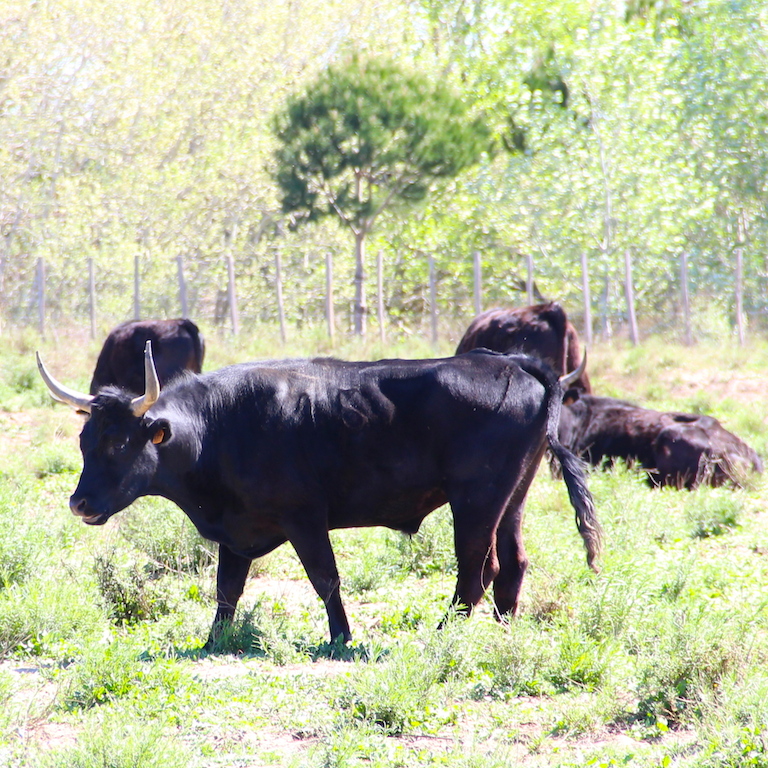 taureau camargue